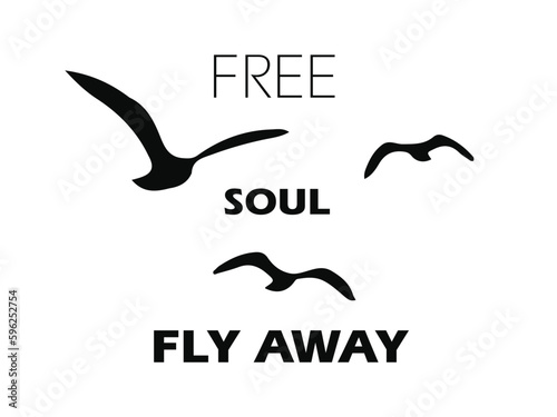 birds seagull Free soul fly away