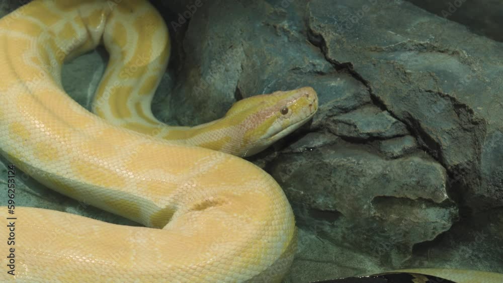 a large tiger python in the terrarium. a large snake. the reptile