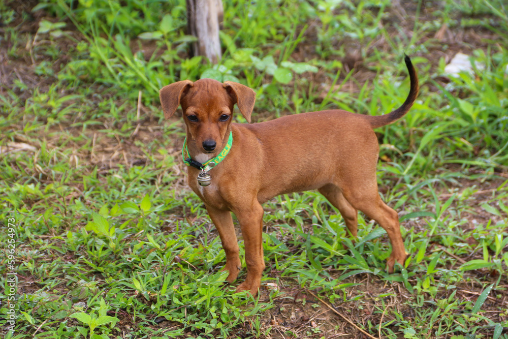 Thailand's local dog. cute puppy Thailand's local dog. cute puppy