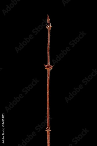 Blue Honeysuckle (Lonicera caerulea). Wintering Twig Closeup