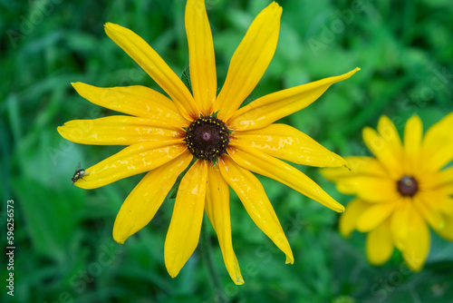 beautiful yellow flower natural background