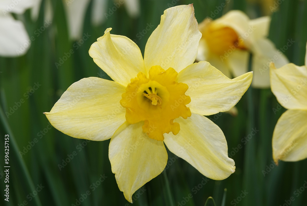 Fototapeta premium Flower Narcissus yellow or false