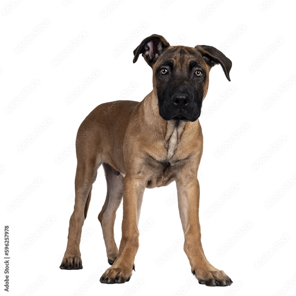 Handsome Boerboel / Malinois crossbreed dog, standing side ways. Head up, looking ahead with mesmerizing light eyes. Isolated cutout on a transparemt background.t Handsome Boerboel / Malinois crossbreed dog, standing side ways. Head up, looking ahead with mesmerizing light eyes. Isolated cutout on a transparemt background.t