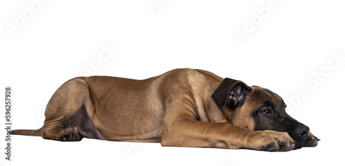 Handsome Boerboel   Malinois crossbreed dog  laying down side ways. Head down  looking ahead with mesmerizing light eyes. Isolated cutout on a transparemt background.