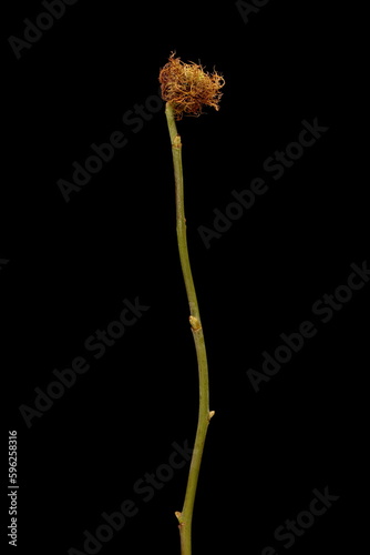 Dog Rose (Rosa canina). Wintering Twig and Bedeguar Gall Closeup photo