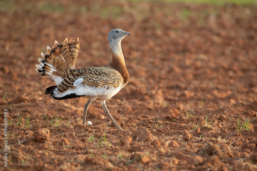 Great bustard male in the rutting season in an uncultivated ceral field in spring with the first light of day Great bustard male in the rutting season in an uncultivated ceral field in spring with the first light of day
