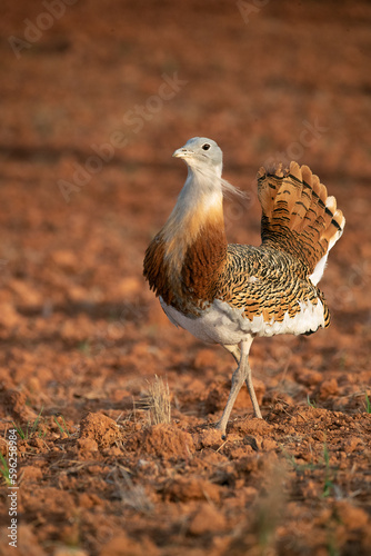 Canvastavla Great bustard male in the rutting season in an unsown field of cereals in spring