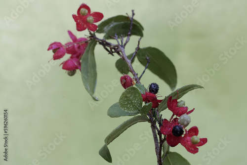 
The beauty of the mickey mouse bush flower that is in full bloom. This plant has the scientific name Ochna serrulata. photo