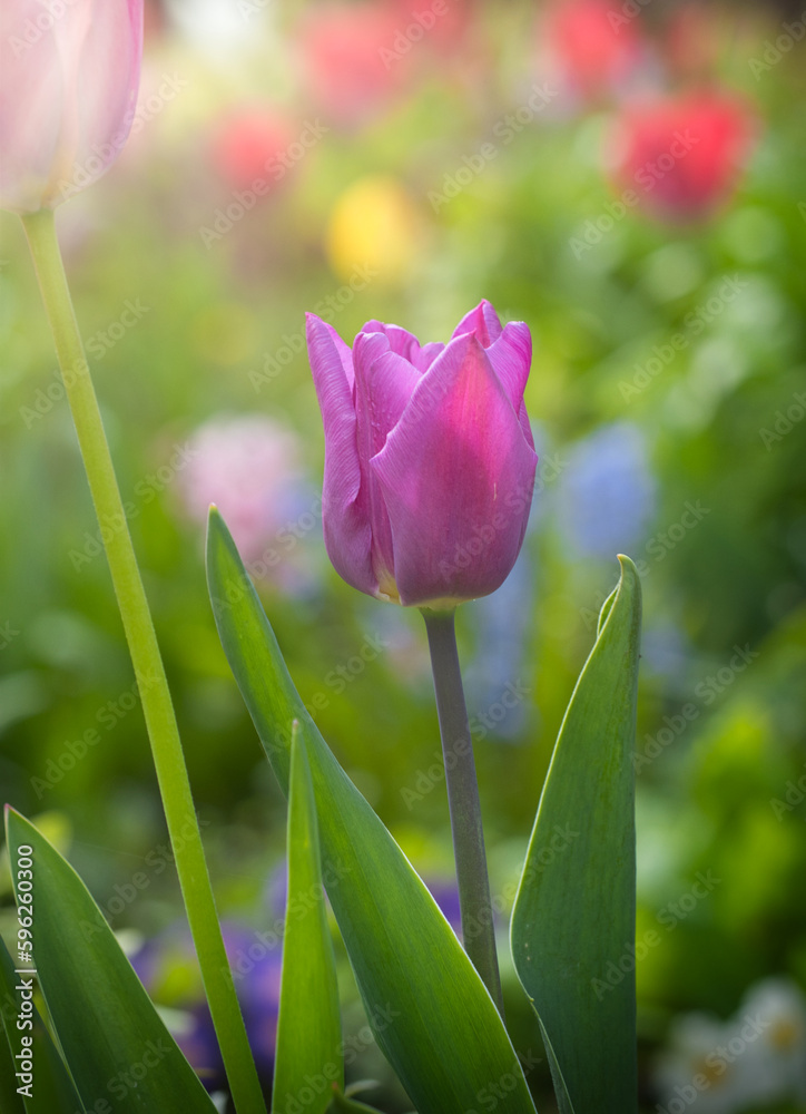 Naklejka premium Tulpe