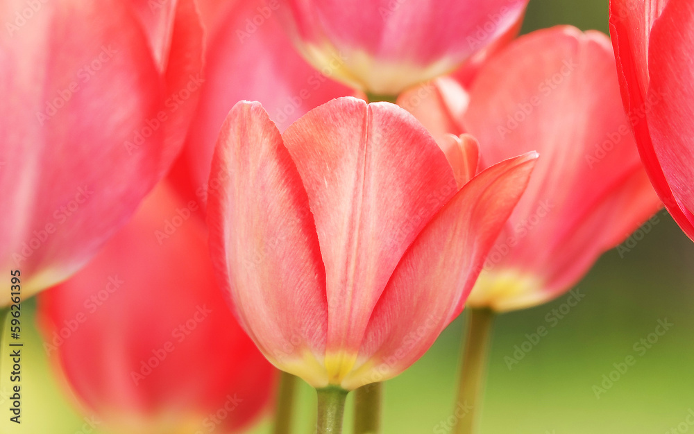 Tulip flower is very delicate and beautiful Tulip flower is very delicate and beautiful