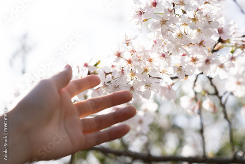 桜に手を伸ばして