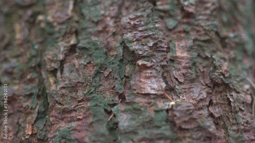 Macro view of tree trunk in middle of woods. Macro view of tree trunk in middle of woods.