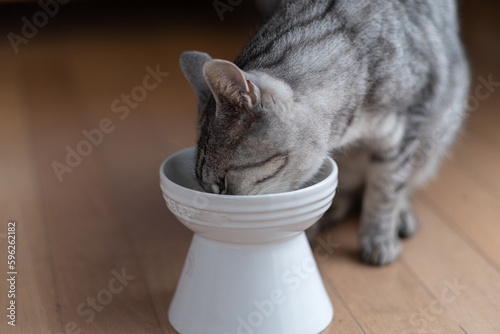キャットフードを食べる猫　サバトラ猫 photo