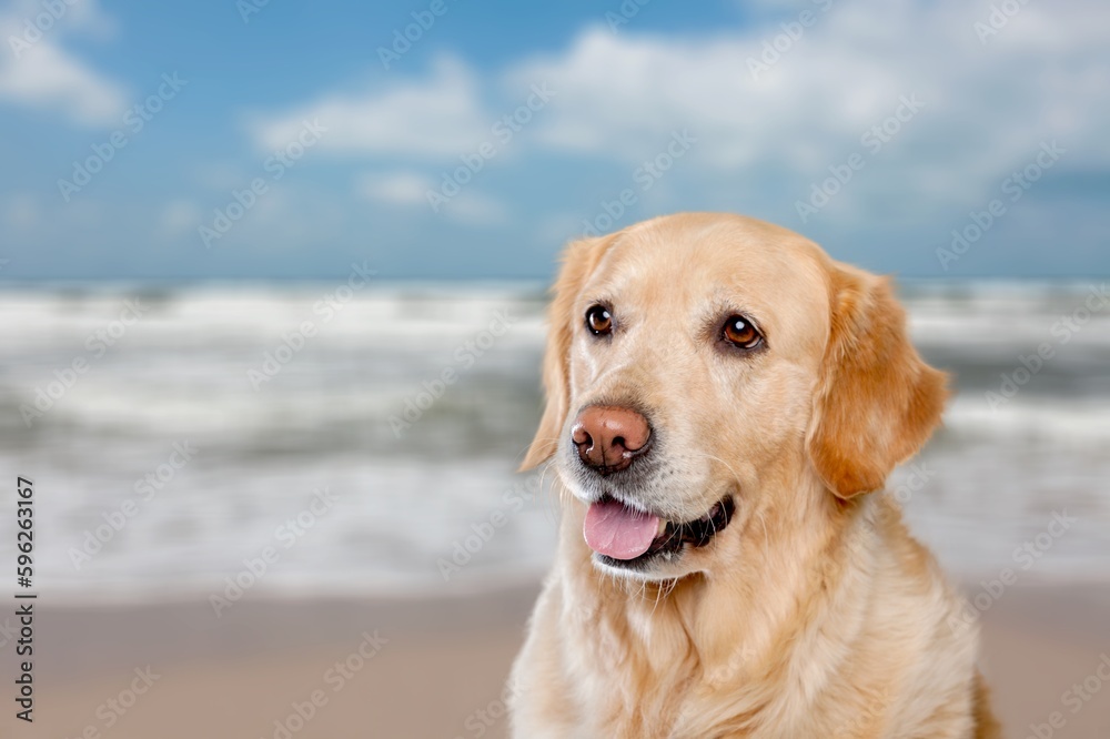 Cute happy smart dog on the sandy beach.