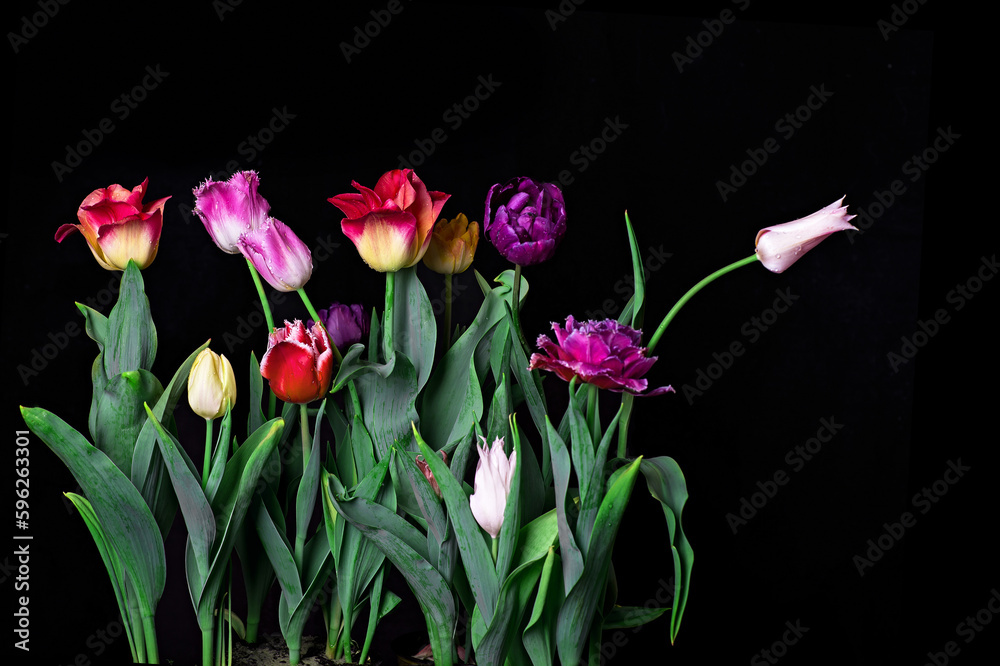 Bouquet of tulips w