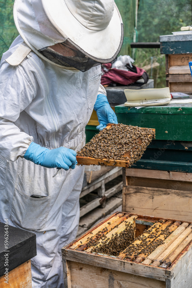 Beekeeper holding frame with bees Beekeeper holding frame with bees