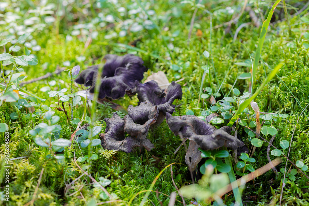 Detail of mushroom growing in forest groundcover Detail of mushroom growing in forest groundcover
