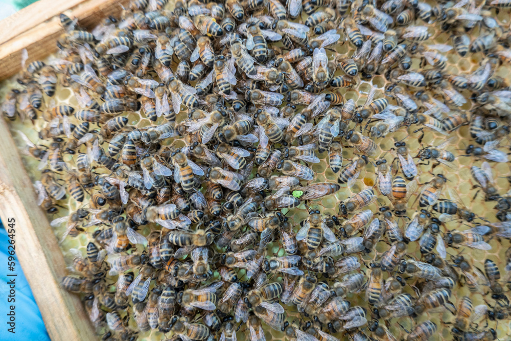 Colony of bees on honeycomb Colony of bees on honeycomb