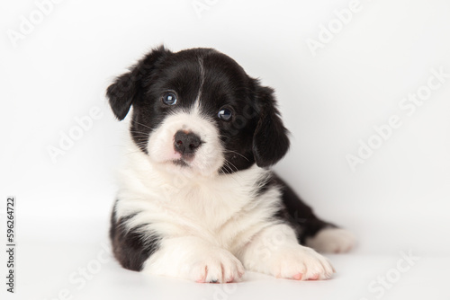 Welsh Corgi Cardigan fluffy cute black and white dog puppy. funny happy animals on white background with copy space.