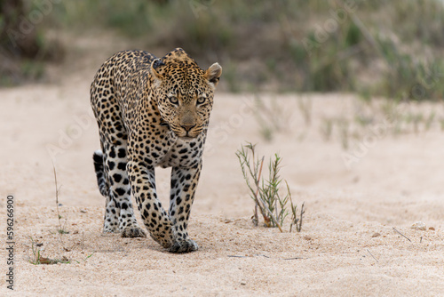 Leopard male walking around the Sand River in Sabi Sands Game Reserve in the Greater Kruger Region in South Africa