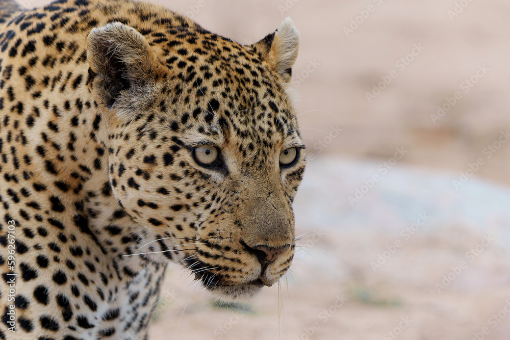 Leopard portrait of a big male in Sabi Sands Game Reserve in the greater Kruger Region in South Africa Leopard portrait of a big male in Sabi Sands Game Reserve in the greater Kruger Region in South Africa