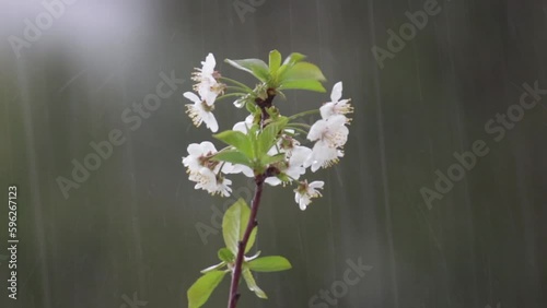 Close up of sudden heavy spring rain coming down on blossom tree branch. Possible ruin of the fruit crop
