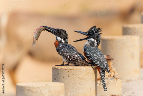 Giant Kingfisher (Megaceryle maxima) trying to impress a female with a fish sitting on the Platoon Crossing in Olifants River in Kruger National Park  photo