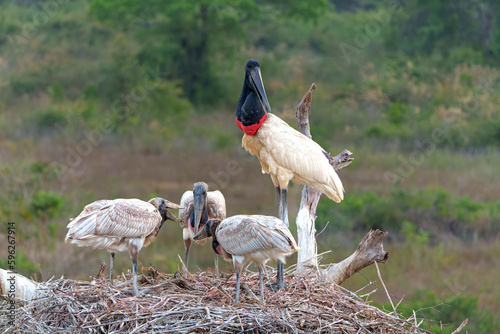 The jabiru (Jabiru mycteria) ia abig stork with a big nest. The young could already fly, but kept coming to the nest to be fed with fish in the Pantanal wetlands in Brazil. photo