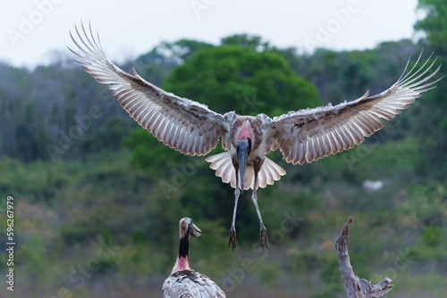 The jabiru (Jabiru mycteria) ia abig stork with a big nest. The young could already fly, but kept coming to the nest to be fed with fish in the Pantanal wetlands in Brazil. photo