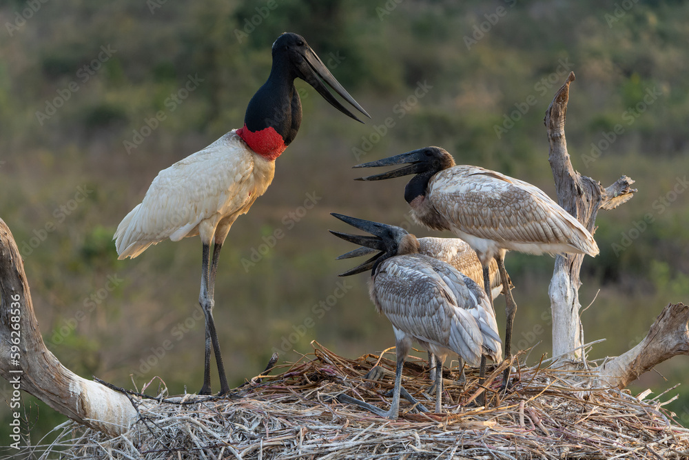 Obraz premium The jabiru (Jabiru mycteria) ia abig stork with a big nest. The young could already fly, but kept coming to the nest to be fed with fish in the Pantanal wetlands in Brazil.