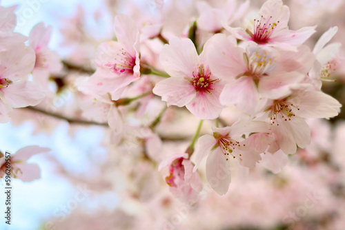 日本の春の景色 美しい桜 淡く幻想的な散り際の桜