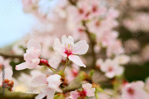日本の春の景色 美しい桜 淡く幻想的な散り際の桜