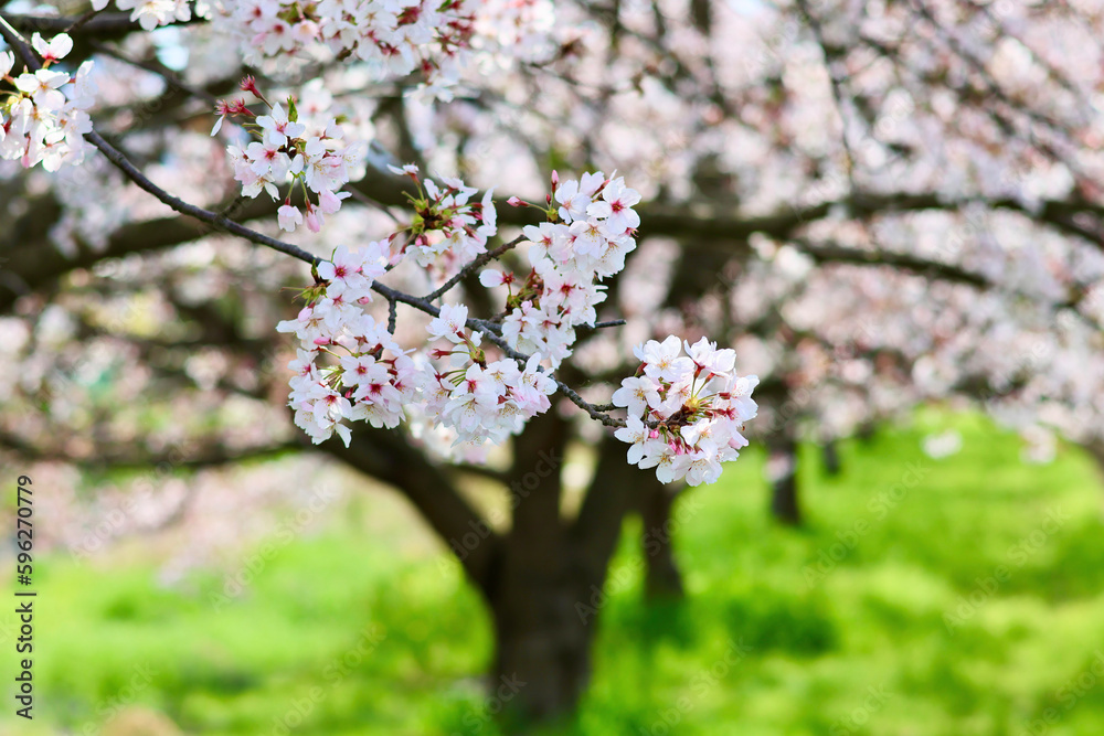 日本の春の景色　美しい桜　緑とのコントラストが印象的な散り際の桜