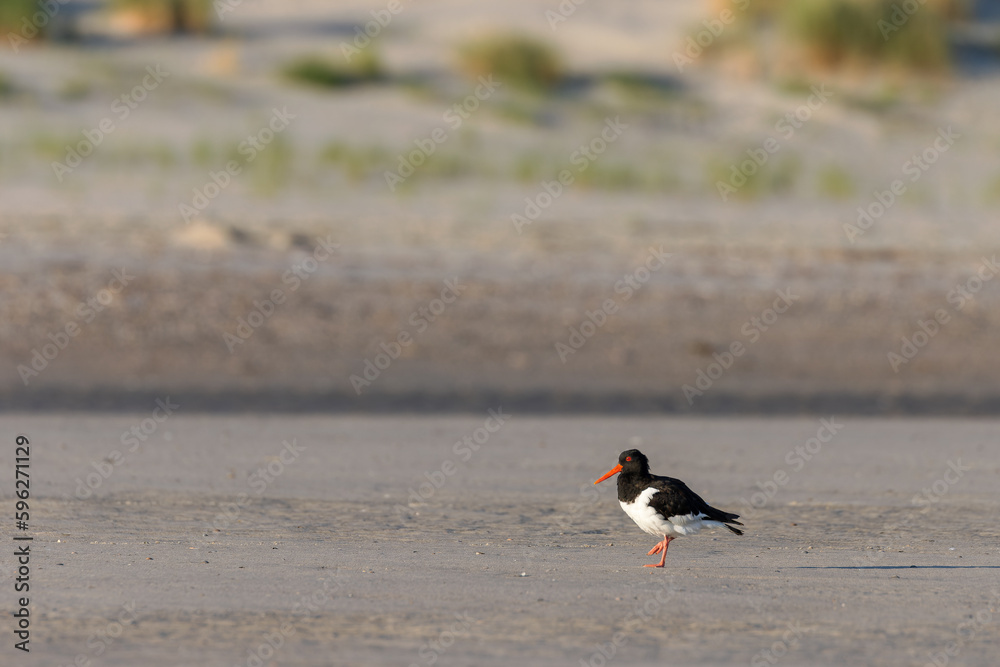 Eurasian oystercatcher (Haematopus ostralegus) on the beach on Juist, East Frisian Islands, Germany. Eurasian oystercatcher (Haematopus ostralegus) on the beach on Juist, East Frisian Islands, Germany.