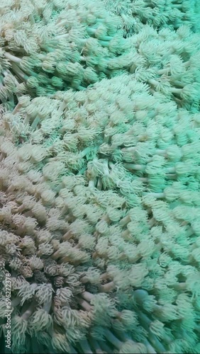 Vertical video, Close-up of Flowerpot coral or Anemone coral (Goniopora columna), Slow motion. Natural underwater backgroun of coral polyps photo