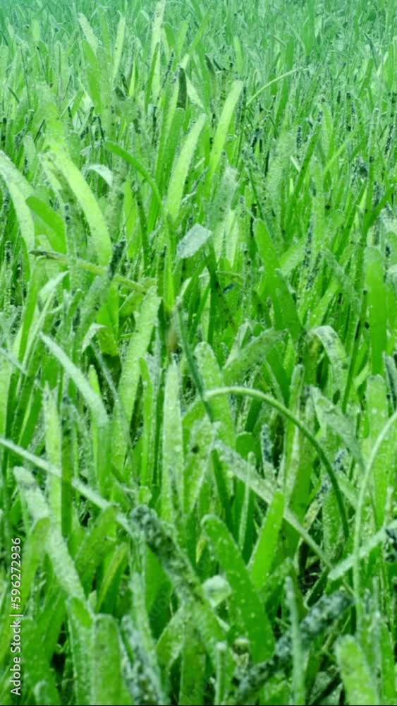 Vertical video, Closeup of seagrass bed covered with Sickle-leaved Cymodocea seagrass (Thalassodendron ciliatum), Slow motion, Camera moving forwards abbove green seagrass meadow on sunny day Vertical video, Closeup of seagrass bed covered with Sickle-leaved Cymodocea seagrass (Thalassodendron ciliatum), Slow motion, Camera moving forwards abbove green seagrass meadow on sunny day