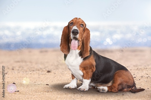Cute happy smart dog on the sandy beach.