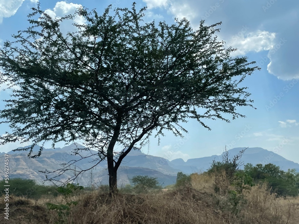 tree in the field