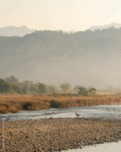 scenic view or landscape and a sambar deer or rusa unicolor near ramganga river in mist during winter season morning safari at dhikala jim corbett national park or tiger reserve uttarakhand india photo