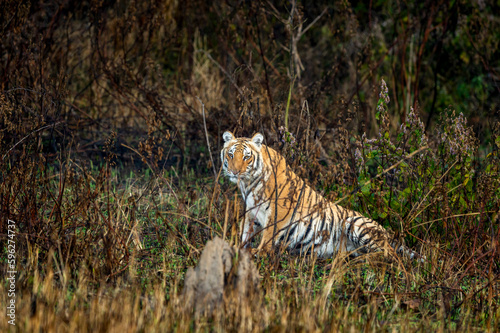 wild female bengal tiger or panthera tigris with eye contact in early winter morning winter light at grassland of dhikala zone of jim corbett national park forest tiger reserve uttarakhand india asia