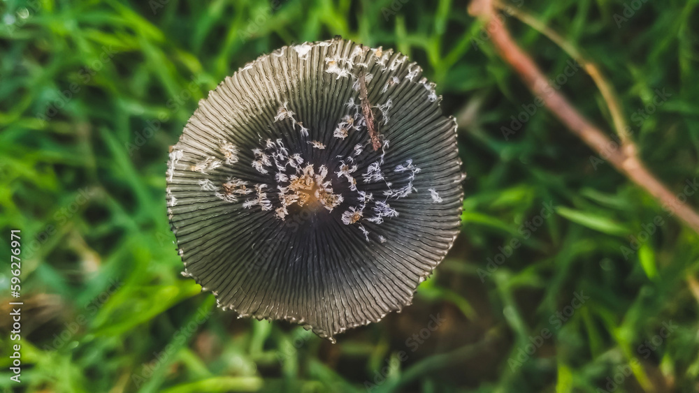 mushroom in the grass mushroom in the grass