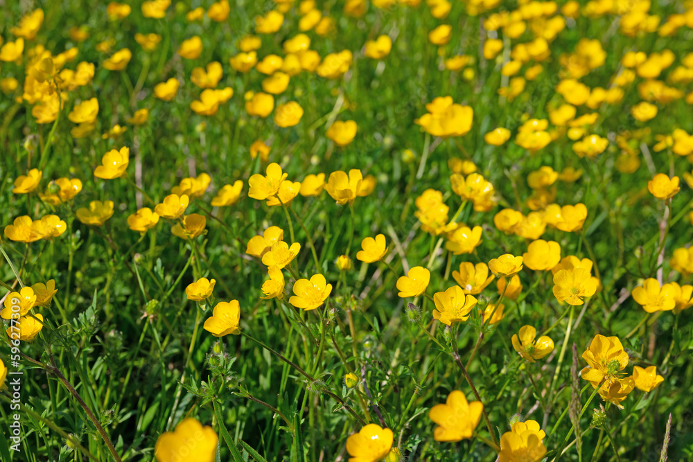 Scharfer Hahnenfuß, Ranunculus acris, im Frühling Scharfer Hahnenfuß, Ranunculus acris, im Frühling