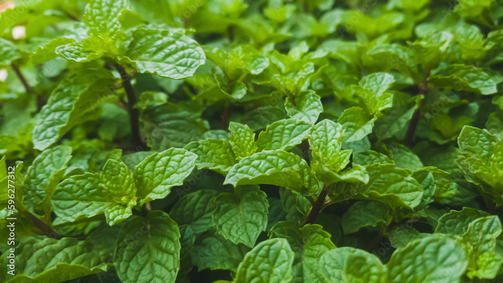 Mint leaves of a plant Mint leaves of a plant