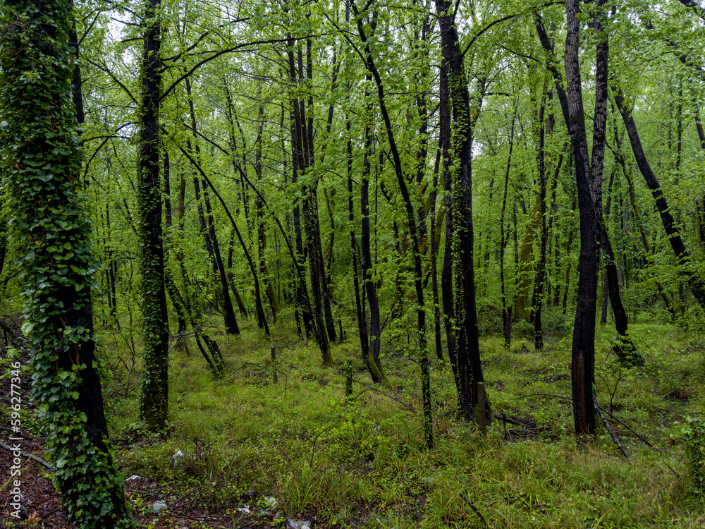 Sweetgum, which is known as the Sweetgum, which is known as the