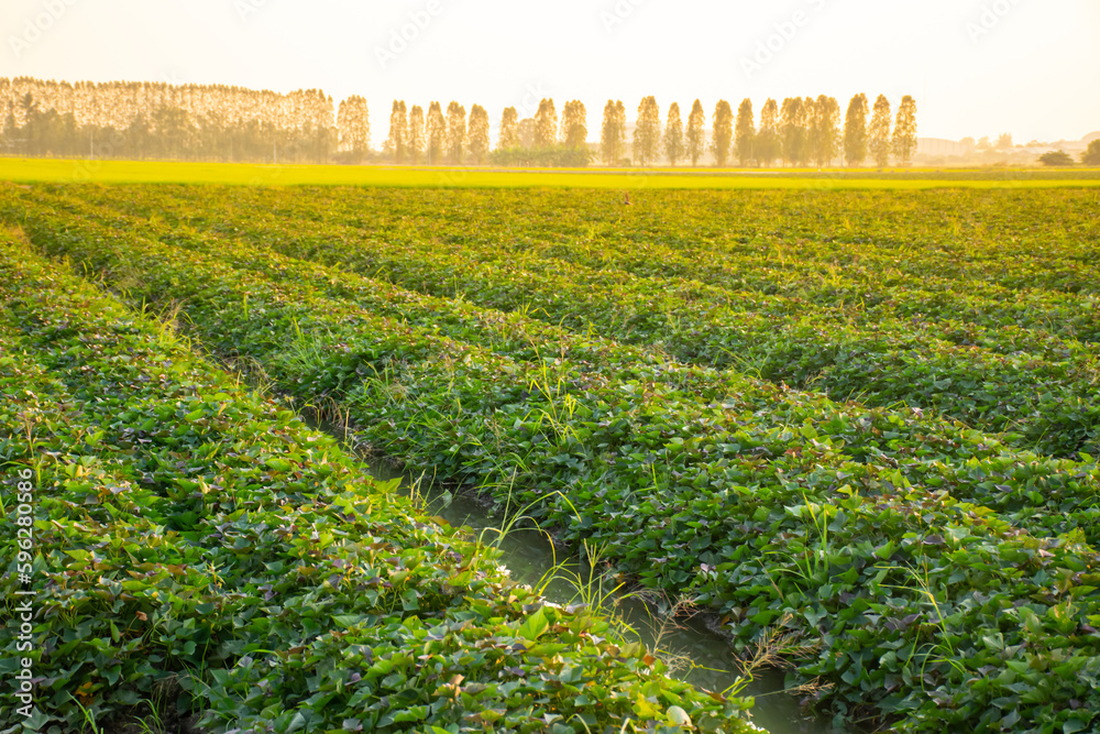 Φωτογραφία Nature of sweet potatoes plantation or yam farming on rural land green color lus