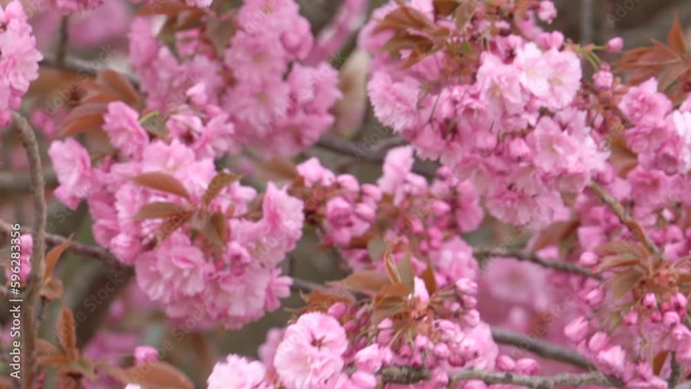 Japanese Cherry Kanzan with Gentle Pink Flowers, Prunus Avium, Prunus Serrulata Pink - Close Up Japanese Cherry Kanzan with Gentle Pink Flowers, Prunus Avium, Prunus Serrulata Pink - Close Up