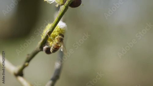 Bee collecting pollen from willow tree flowers on a sunny spring day, captured in 120 fps slow-motion. photo