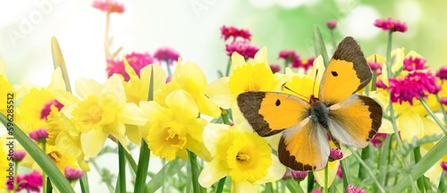 Beautiful colored butterfly on wild flowers in field © BillionPhotos.com