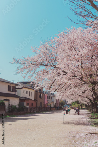 桜 © 丸田 陽介