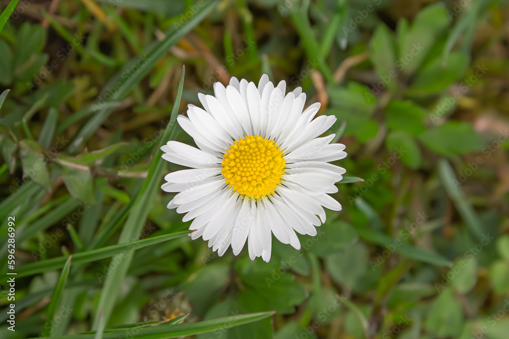 white daisy in the grass macro white daisy in the grass macro